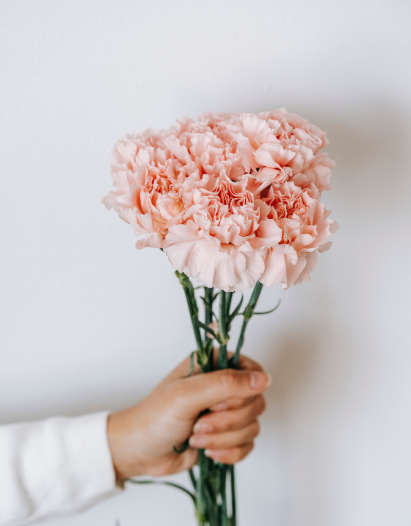 January Birth Flower - Carnations